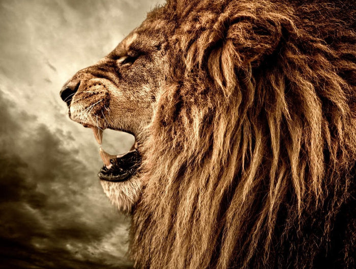 A majestic lion with a full mane roars against a dramatic cloudy sky backdrop, showcasing its powerful profile and fierce expression.