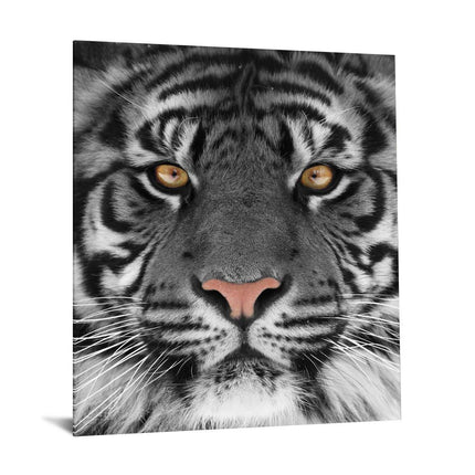 The museum-quality Tiger Eyes artwork features a close-up of a tigers face with intense yellow eyes, black stripes, and a pink nose. The captivating image showcases the tigers gaze and sharp whiskers, making it an intriguing addition to any home or office space.
