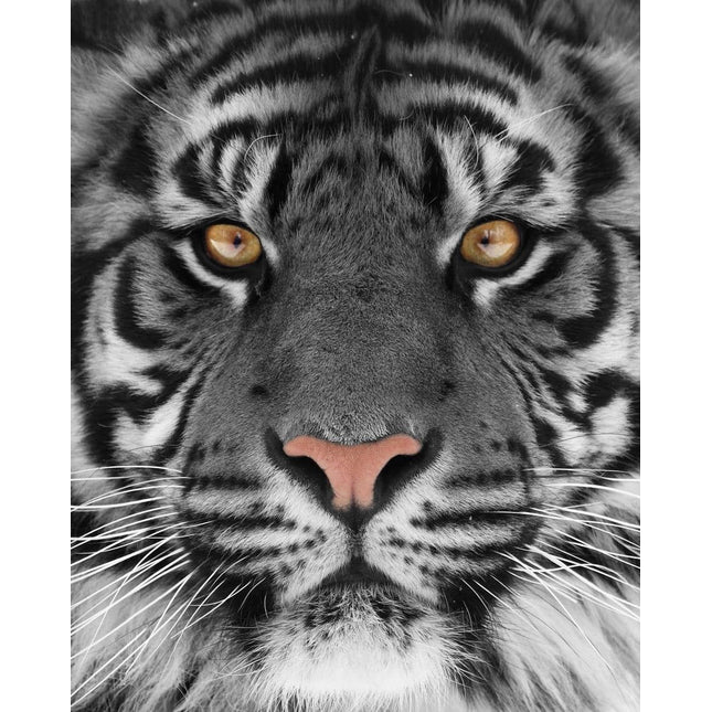 The Tiger Eyes artwork features a close-up of a tigers face on tempered glass, showcasing striking orange eyes, detailed black stripes on grayish fur, and emphasizing a pink nose with long white whiskers. Its intense focus makes it ideal for any home or office space.