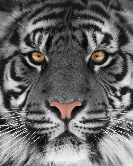 The Tiger Eyes artwork features a close-up of a tigers face on tempered glass, showcasing striking orange eyes, detailed black stripes on grayish fur, and emphasizing a pink nose with long white whiskers. Its intense focus makes it ideal for any home or office space.