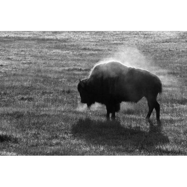 A silhouetted Buffalo stands on a grassy field in the early morning, with visible steam rising from its back in the cool air. The stunning black and white scene beautifully highlights the texture of both the grass and Buffalos fur, resembling museum-quality artwork.