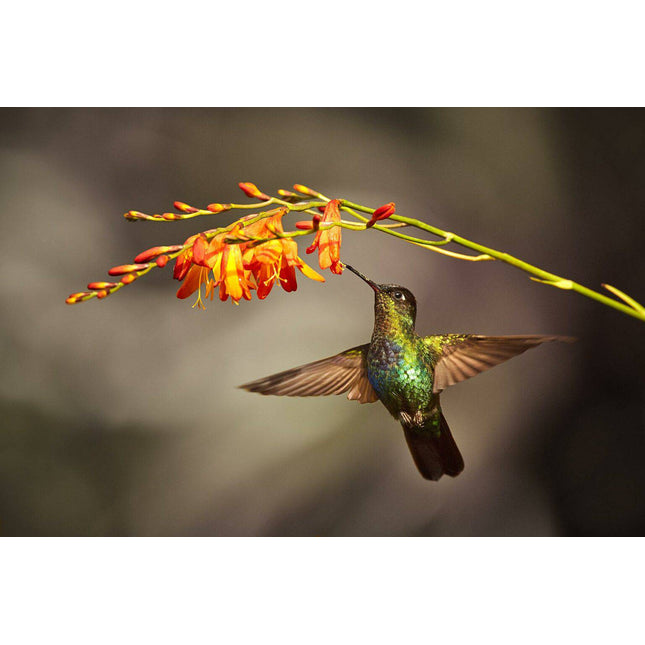 The Hummingbird art piece showcases a bird with iridescent green and brown feathers hovering to sip nectar from vibrant orange and yellow flowers, against a softly blurred background, capturing natures delicate beauty in a museum-quality work.