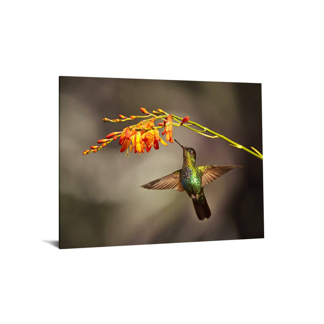 The product Hummingbird captures a bird in mid-air as it feeds from a vibrant orange and yellow flower, with iridescent green feathers shimmering against a blurred dark background—a museum-quality artwork that highlights natures beauty and delicate balance.