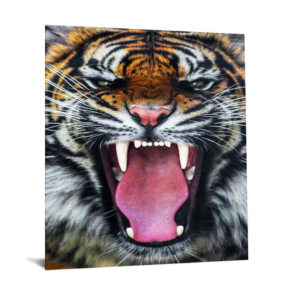 The Roaring Tiger features a close-up image of a tiger with an open mouth and sharp teeth, presented as museum-quality artwork. Its orange fur with black stripes and fierce expression create a stunning piece on a white backdrop, akin to being mounted on floating tempered glass.