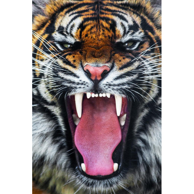 The Roaring Tiger features a close-up of a tigers face with its mouth open, showing sharp teeth and a pink tongue. Its partially closed eyes and striking orange and black striped fur are beautifully captured on floating tempered glass, resembling museum-quality artwork.