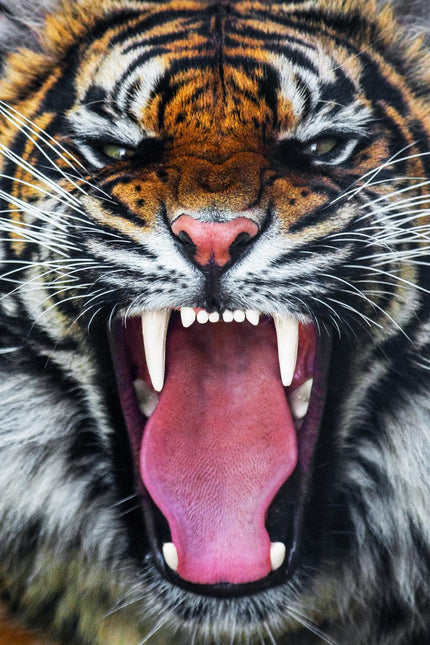 The Roaring Tiger features a close-up of a tigers face with its mouth open, showing sharp teeth and a pink tongue. Its partially closed eyes and striking orange and black striped fur are beautifully captured on floating tempered glass, resembling museum-quality artwork.