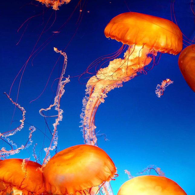 Jellyfish are elegantly showcased against a vivid blue backdrop, with their transparent forms and delicate tentacles crafting a captivating underwater display. This museum-quality piece captures their fluid grace with stunning detail.