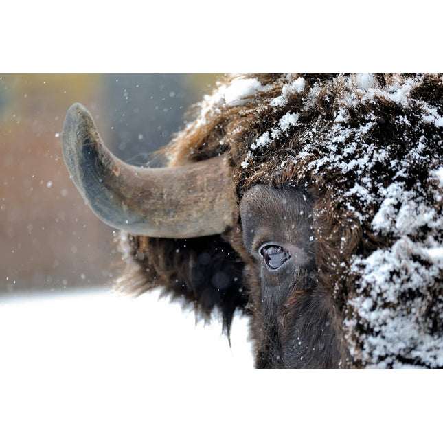 The Snowy Bison features a close-up of a buffalos face, partly veiled in snow, with its eye and curved horn as the focal point. The shaggy fur dusted with snow contrasts against the blurred background, evoking a cold, wintry vibe, akin to museum-quality artwork.