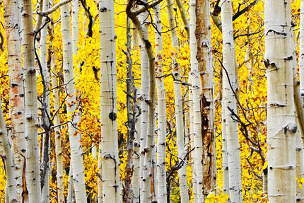 A forest of tall, slender birch trees with white bark and dark markings is set against a background of vibrant Yellow Aspen leaves. This scene, resembling museum-quality art, conveys tranquility and natural beauty.