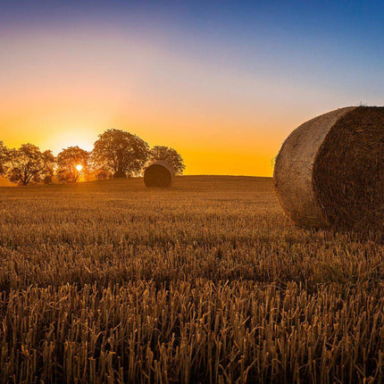 The Hay Bale features a sunset over a harvested field, with two large hay bales in the foreground, resembling museum-quality artwork. The sky transitions from deep blue to orange, silhouetting trees on the horizon. This artwork casts a warm golden glow—ideal for any home or office setting.