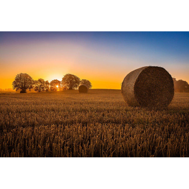 The Hay Bale features a sunset over a harvested field, with two large hay bales in the foreground, resembling museum-quality artwork. The sky transitions from deep blue to orange, silhouetting trees on the horizon. This artwork casts a warm golden glow—ideal for any home or office setting.