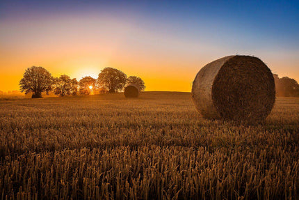 The Hay Bale features a sunset over a harvested field, with two large hay bales in the foreground, resembling museum-quality artwork. The sky transitions from deep blue to orange, silhouetting trees on the horizon. This artwork casts a warm golden glow—ideal for any home or office setting.