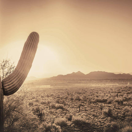 The Desert Cactus captures a sepia-toned desert sunset with museum-quality finesse, showing a tall saguaro cactus on the left as the sun sets behind mountains, casting warm light over cacti and shrubs.