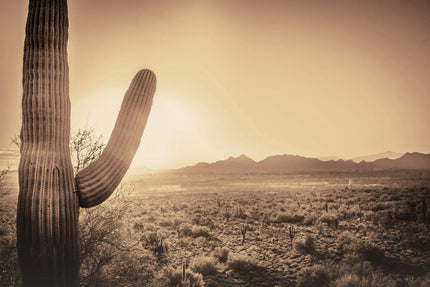 The Desert Cactus captures a sepia-toned desert sunset with museum-quality finesse, showing a tall saguaro cactus on the left as the sun sets behind mountains, casting warm light over cacti and shrubs.