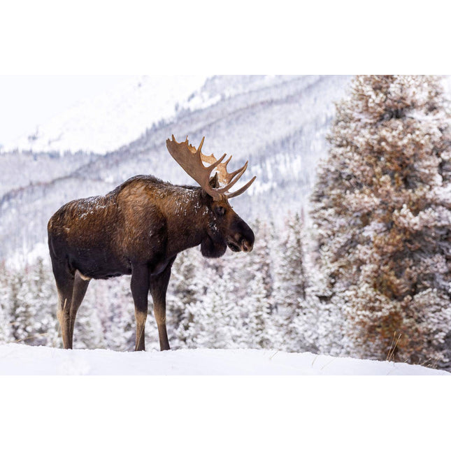 The Moose In Snow depicts a majestic moose with impressive antlers in a tranquil snowy landscape, its dark brown fur dusted with snow and surrounded by snow-covered trees and mountains, capturing the serene beauty of museum-quality art.