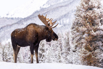 The Moose In Snow depicts a majestic moose with impressive antlers in a tranquil snowy landscape, its dark brown fur dusted with snow and surrounded by snow-covered trees and mountains, capturing the serene beauty of museum-quality art.